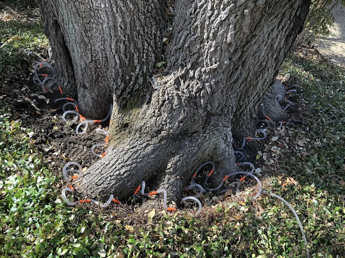 Detailed Tree Cabling and Bracing job site in North Smithfield