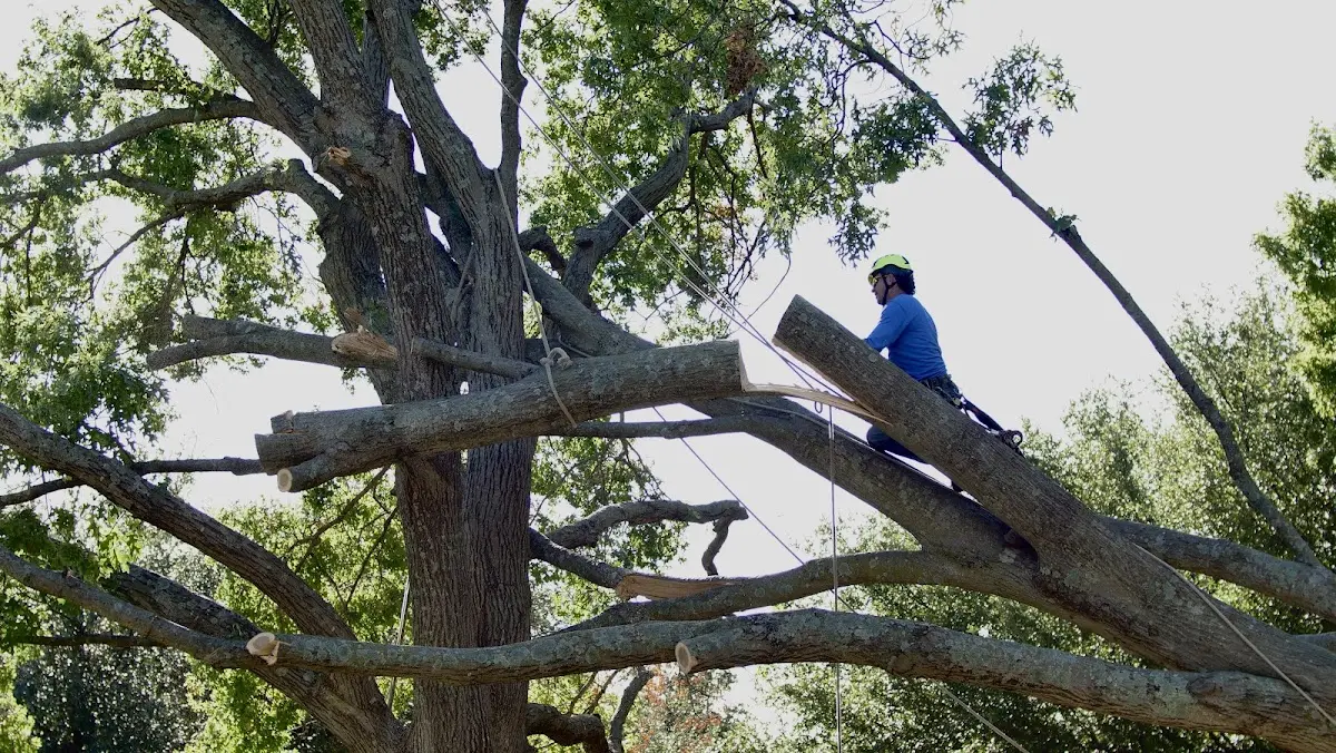Professional Crown Thinning performed by certified arborists in North Smithfield
