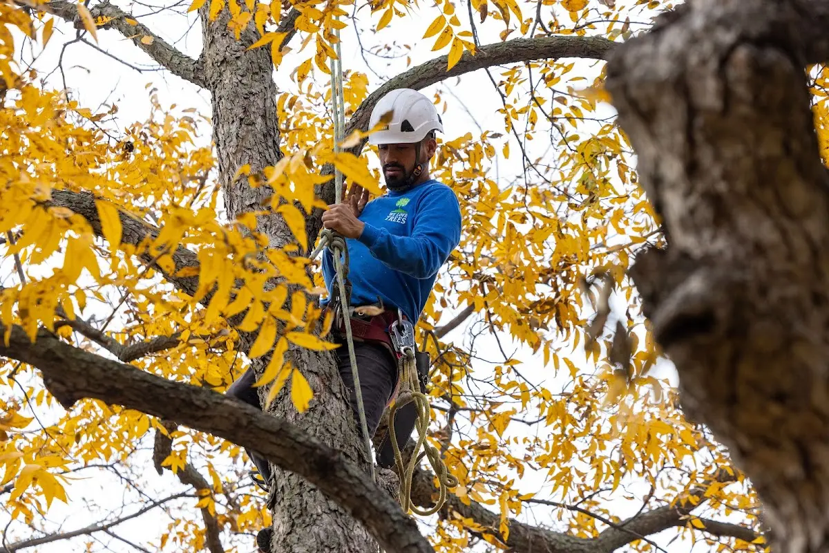 Skilled Tree Planting crew working in North Smithfield